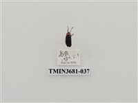 藏品(鞘翅目(1))的圖片